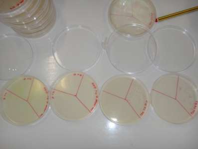 C:\Users\User\Desktop\Research Project\DSC05898.JPG