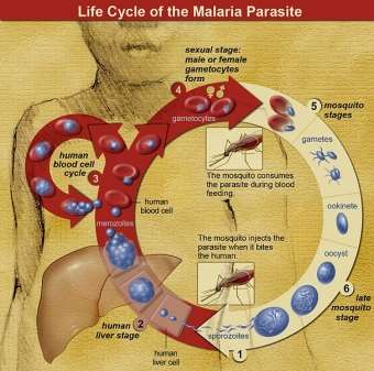 File:Life Cycle of the Malaria Parasite.jpg