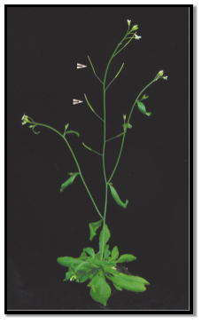 Arabidopsis thaliana plant