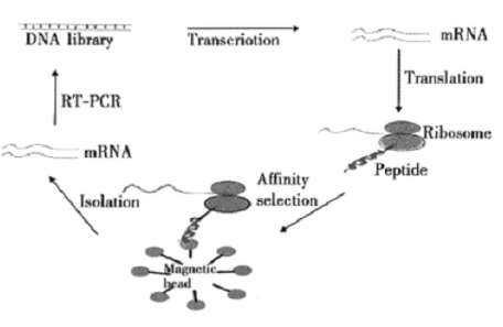 Fig1