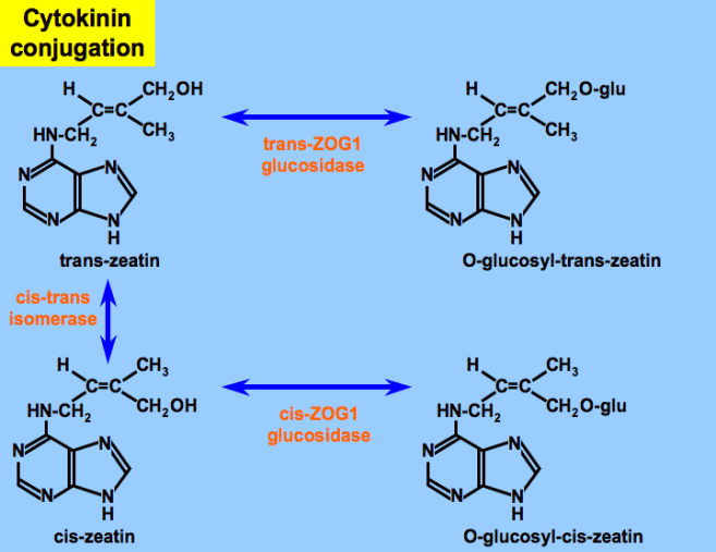 http://plantphys.info/plant_physiology/images/ckconjugation.gif