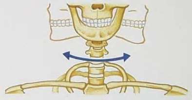 pivot joint neck