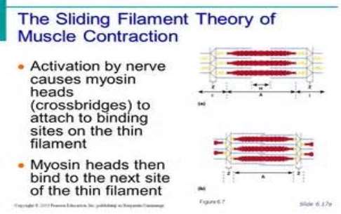 The Sliding Filament Theory of Muscle Contraction Slide 6.17a ...