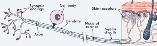 the nervous system