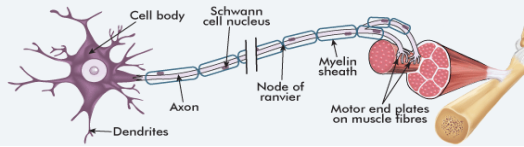 myelinated motor neuron showing dendrites, the cell body, myelinated axon and motor end plates