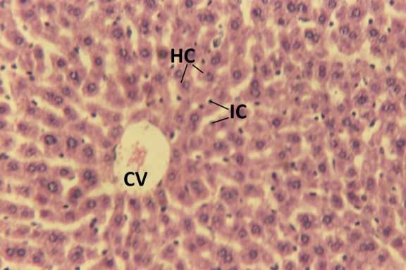 C:\Users\kmdc-anatomy\Desktop\r002-022.jpg