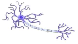 http://www.smartdraw.com/examples/content/Examples/10_Healthcare/Anatomy_Illustrations/Motor_Neuron_of_the_Nervous_System_L.jpg