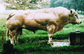 pq2272802002