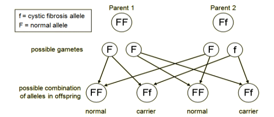 The cystic fibrosis allele is represented by f. The normal allele is F. Suppose one parent is FF and the other is a carrier, Ff. The possible combinations of alleles in the children are FF, FF, FF and Ff. So the parents cannot produce children with cystic fibrosis (ff). But they can produce children with alleles Ff, who will be carriers