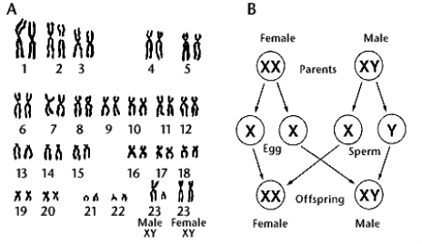 http://www.mhhe.com/cls/psy/ch02/genes.gif