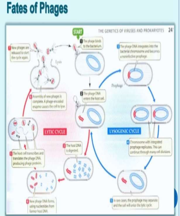 http://image.slidesharecdn.com/phagetherapy-130407122229-phpapp02/95/phage-therapy-7-638.jpg?cb=1365355429