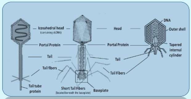 http://image.slidesharecdn.com/phagetherapy-130407122229-phpapp02/95/phage-therapy-6-638.jpg?cb=1365355429