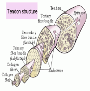 http://www.osteopath-edinburgh.com/wp-content/uploads/2010/08/tendonstructure-e1283116086863.gif