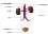 http://www.investinlibya.org/wp-content/uploads/2014/09/Genito-urinary-system.jpg