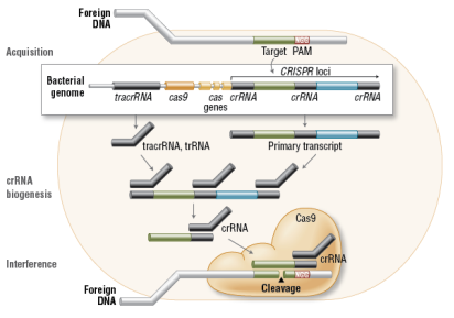 C:\Documents and Settings\abc\Desktop\FA_Cas9_Fig1_Cas9InVivo.png