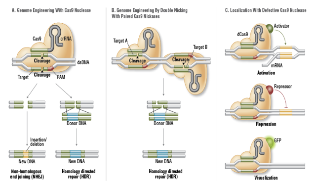 C:\Documents and Settings\abc\Desktop\FA_Cas9_Fig2_Cas9forGenomeEditing.png