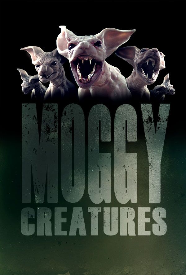 moggy