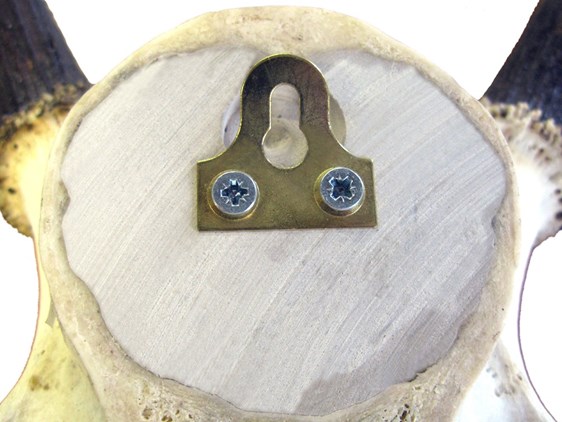 Stag Antlers on Skull Stag Antlers on Skull