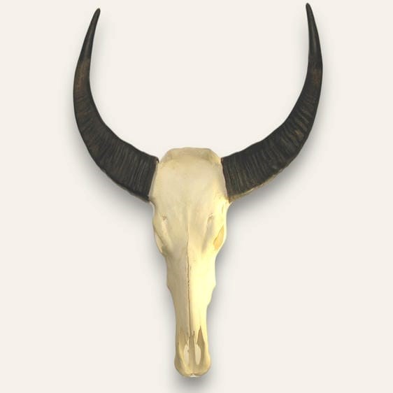 Buffalo Horns on Skull Buffalo Horns on Skull