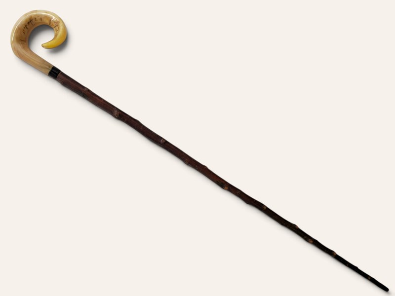 Curly Ramshorn Walking Stick
