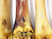 Deer Polishing Bones