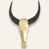 Buffalo Horns on Skull Buffalo Horns on Skull