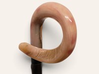 Curly Ramshorn Walking Stick