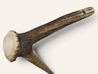 Whistling Stag Antler Crown Walking Stick Whistling Stag Antler Crown Walking Stick