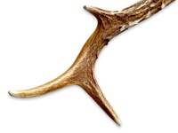 18-20" Roe Deer Handle Shoehorn