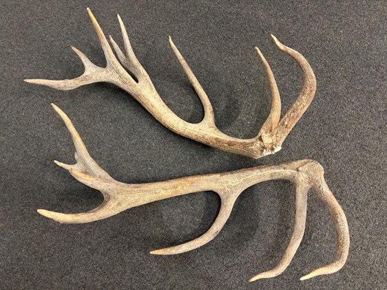Red Deer Antlers - 6.2kg