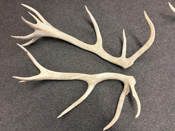 Red Deer Antlers - 4kg