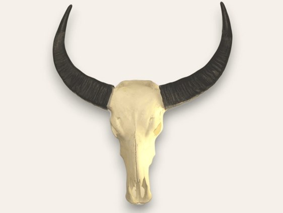 Buffalo Horns on Skull