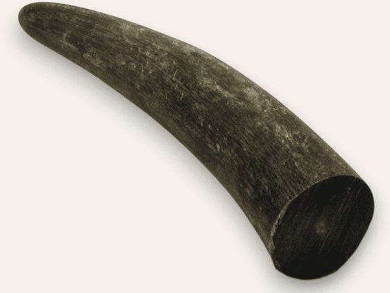 Cow Horn Tips
