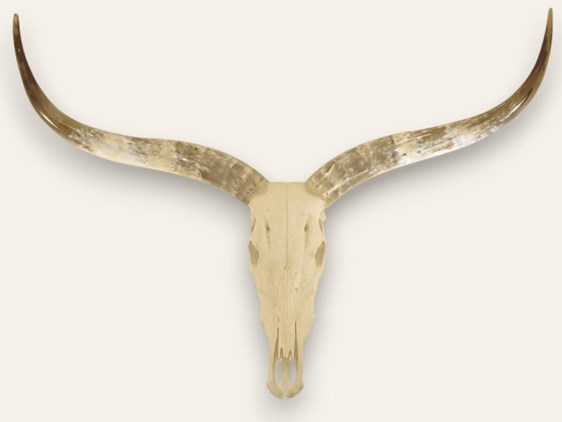 Cow Horns on Skull - Polished