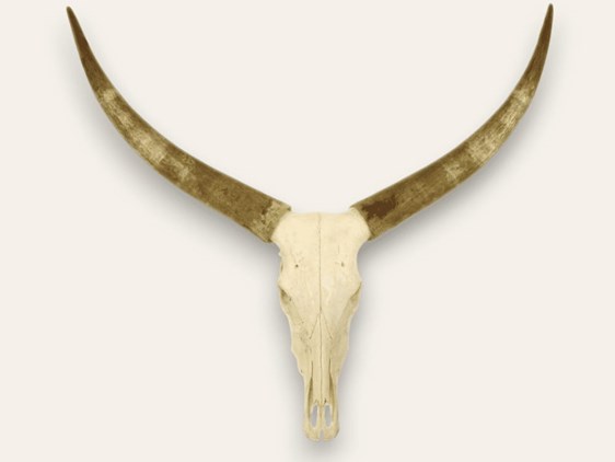 Cow Horns on Skull - Raw
