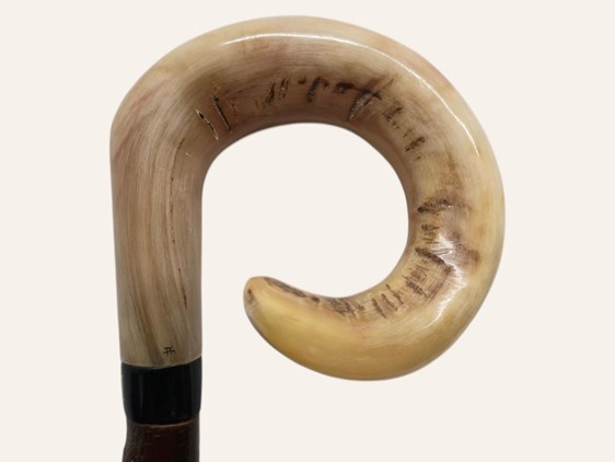 Curly Ramshorn Walking Stick