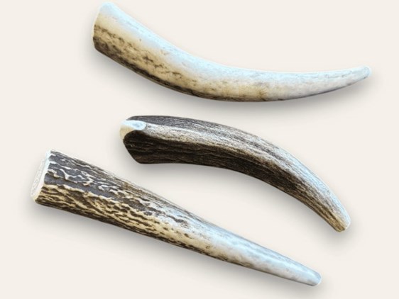 Dog Chew - Antler Tip - 30-35g