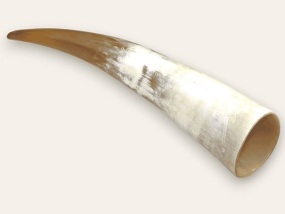 Polished Horn - 10" Polished Horn - 10"