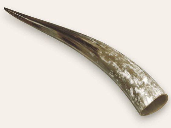Polished Horn - 15" Polished Horn - 15"