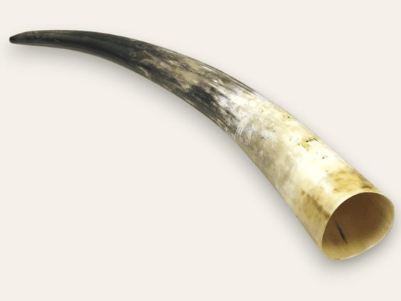 Polished Horn - 20" Polished Horn - 20"