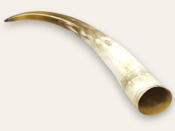 Polished Horn - 25" Polished Horn - 25"