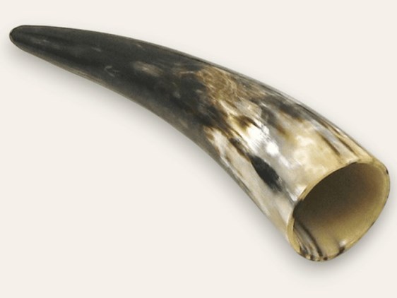Polished Horn - 8" Polished Horn - 8"