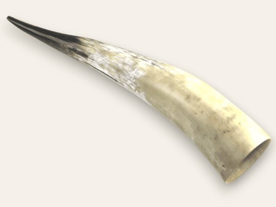 Polished Horn - Extra Large - 27" Polished Horn - Extra Large - 27"