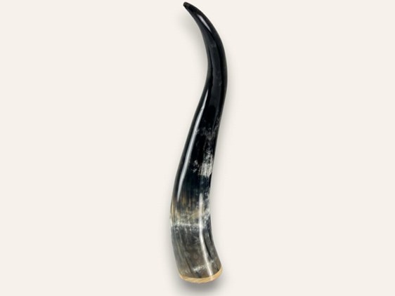 Polished Horn Ornament with Wooden Base