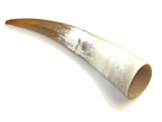 Polished Horn - 10"