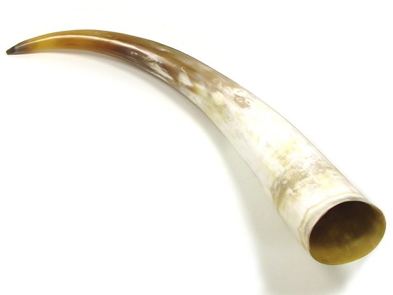 Polished Horn - 25" Polished Horn - 25"