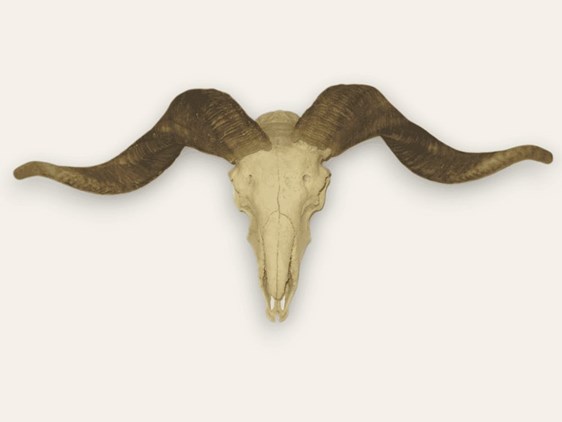 Rams Horns on Skull
