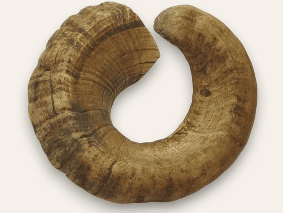 Ramshorn - Whole Ramshorn - Whole