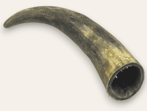Raw Horn - 15" Raw Horn - 15"