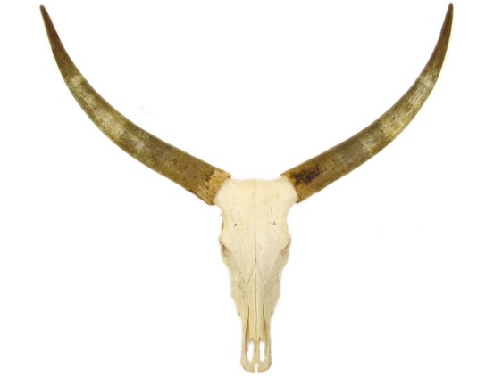 Cow Horns on Skull - Raw Cow Horns on Skull - Raw
